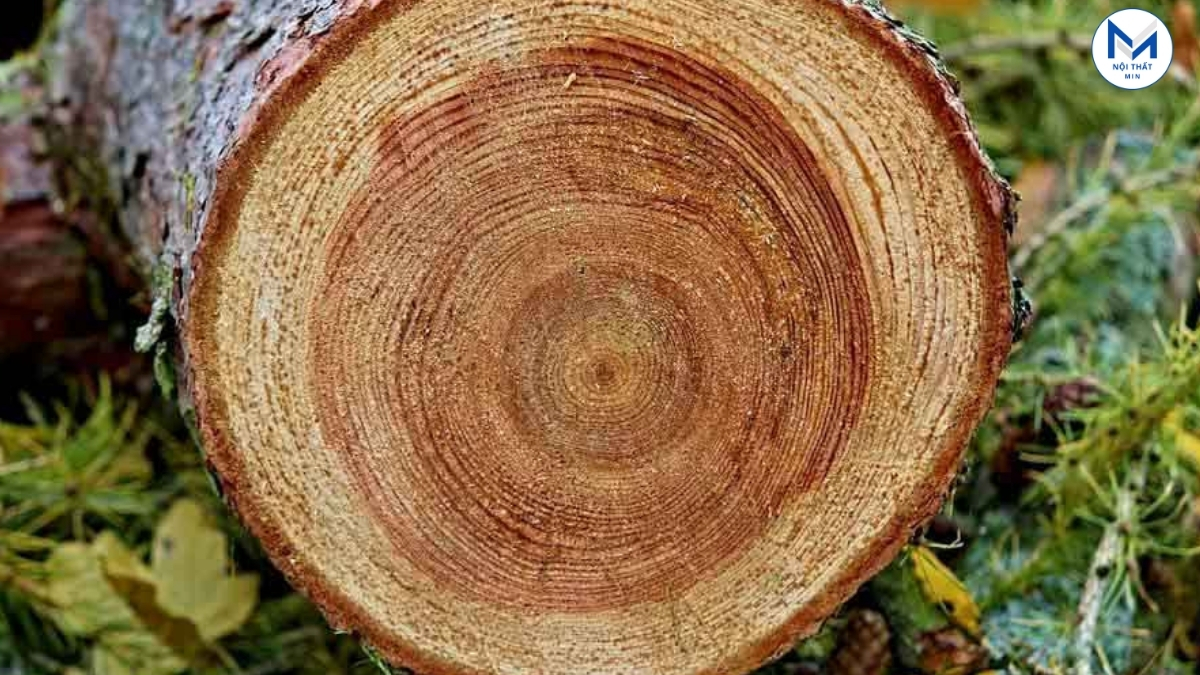 Gỗ Tự Nhiên Là Gì? Đặc Điểm & Ứng Dụng Của Gỗ Tự Nhiên