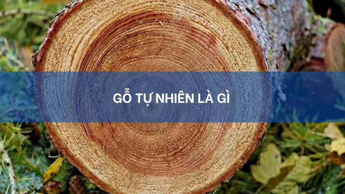 Gỗ Tự Nhiên Là Gì? Đặc Điểm & Ứng Dụng Của Gỗ Tự Nhiên