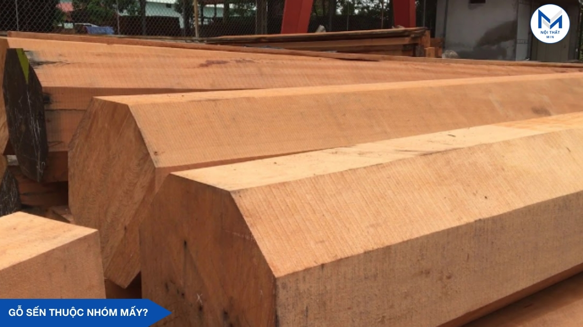 Gỗ Sến Thuộc Nhóm Mấy? Ứng Dụng Của Gỗ Sến
