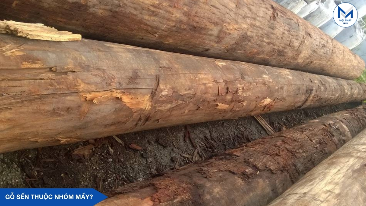 gỗ sến thuộc nhóm mấy