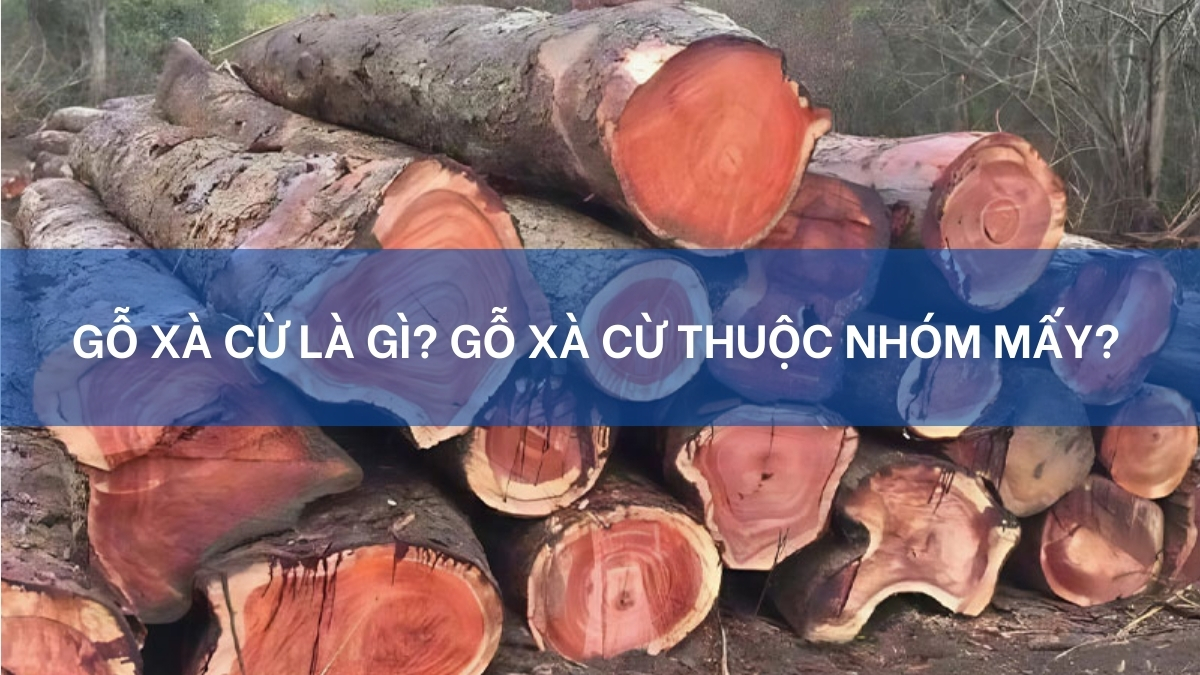 Gỗ xà cừ